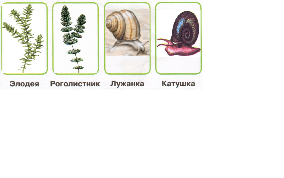 Решение рисунок 1